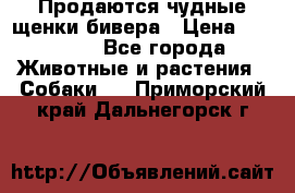 Продаются чудные щенки бивера › Цена ­ 25 000 - Все города Животные и растения » Собаки   . Приморский край,Дальнегорск г.